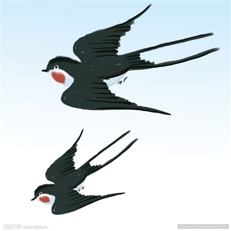 燕子飛運動